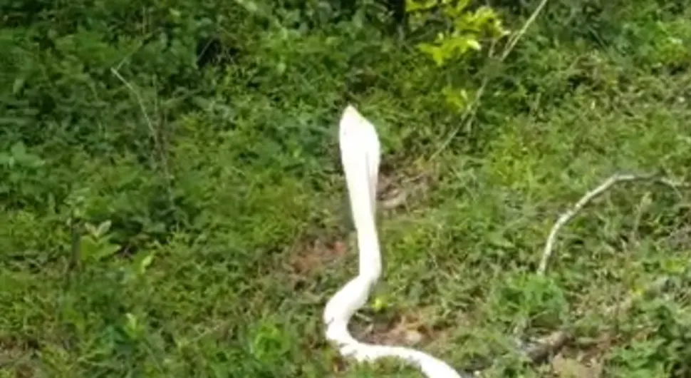 zmija kobra albino.webp